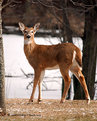 Picture Title - Doe a Deer