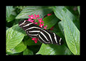 Picture Title - Butterfly (2)