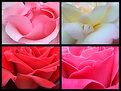 Picture Title - four roses