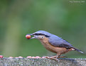 Picture Title - Nuthatch + nut !!