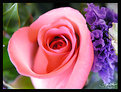 Picture Title - pink rose