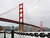 Golden Gate Gull
