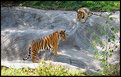 Picture Title - detroit zoo tigers