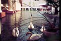 Picture Title - Swans at the Westin Kauai