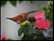 Feeding on a bottlebrush