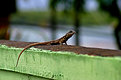 Picture Title - The Lizard