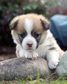 Picture Title - Corgi Puppy