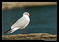 Picture Title - Galeb