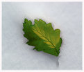 Picture Title - Leaf