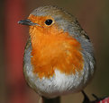 Picture Title - Robin, part 3