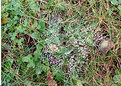 Picture Title - Spider Web