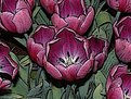 Picture Title - Tulips