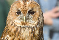 Picture Title - Tawny Owl