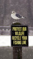 Picture Title - Protect Wildlife