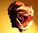 Picture Title - Golden rose