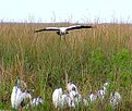 Picture Title - Perfect Landing