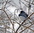 Snowbird on a snowy branch