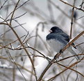 Picture Title - Snowbird on a snowy branch