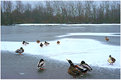 Picture Title - On thin ice