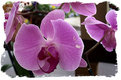 Picture Title - Purple Orchids