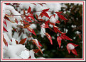 Picture Title - Winter Hanging On