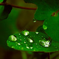 Picture Title - After Rain