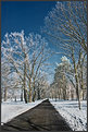 Picture Title - The Path (IR)