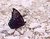 Butterfly on gravel