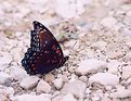 Picture Title - Butterfly on gravel