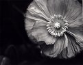 Picture Title - Oriental Poppy