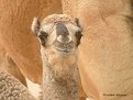 Picture Title - My Camel