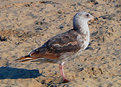 Picture Title - Bird on beach
