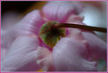 Picture Title - ~~ cyclamen ~~