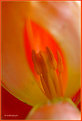 Picture Title - ~~inside tulip ~~