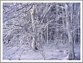 Picture Title - Winter dream