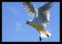 Picture Title - Gull