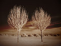 Picture Title - Two Naked Trees