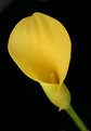 Picture Title - Yellow calla