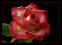 Picture Title - Red rose