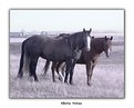 Picture Title - Alberta Horses
