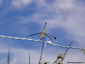 Picture Title - .:: Acrobat ::.