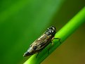 Picture Title - Little Grasshopper
