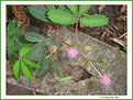 Picture Title - Mimosa pudica