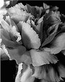 Picture Title - BW Carnation