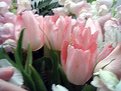 Picture Title - John's tulips