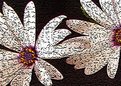 Picture Title - Cracking up Daisies