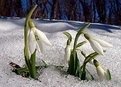 Picture Title - Snow flowers