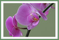 Picture Title - Orchid no. 3