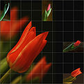 Picture Title - growing tulips