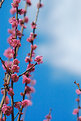 Picture Title - Japanese apricot